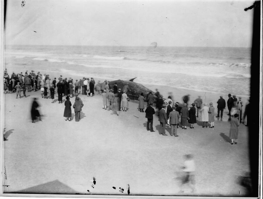Black and white wide shot of Wrightsville Beach with a dead sperm whale lying at the shoreline. Crowds of people surround the whale.
