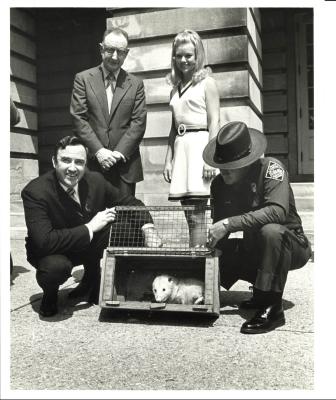 Black and white photo of four people gathered around a possum in a small cage on the ground in front of a government building.