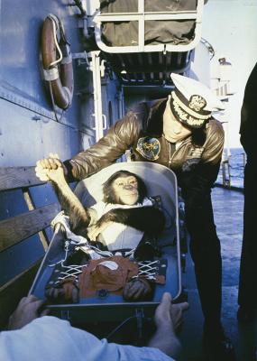 A person in naval attire shakes hands with a chimpanzee seated in a restraining chair on the deck of a ship.