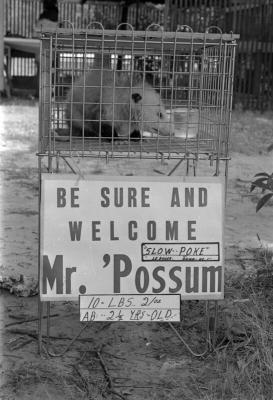 Black and white photo of a possum in a cage with a sign reading “Welcome Mr. 'Possum—Slow-Poke, 10½ lbs, 2½ years old.”
