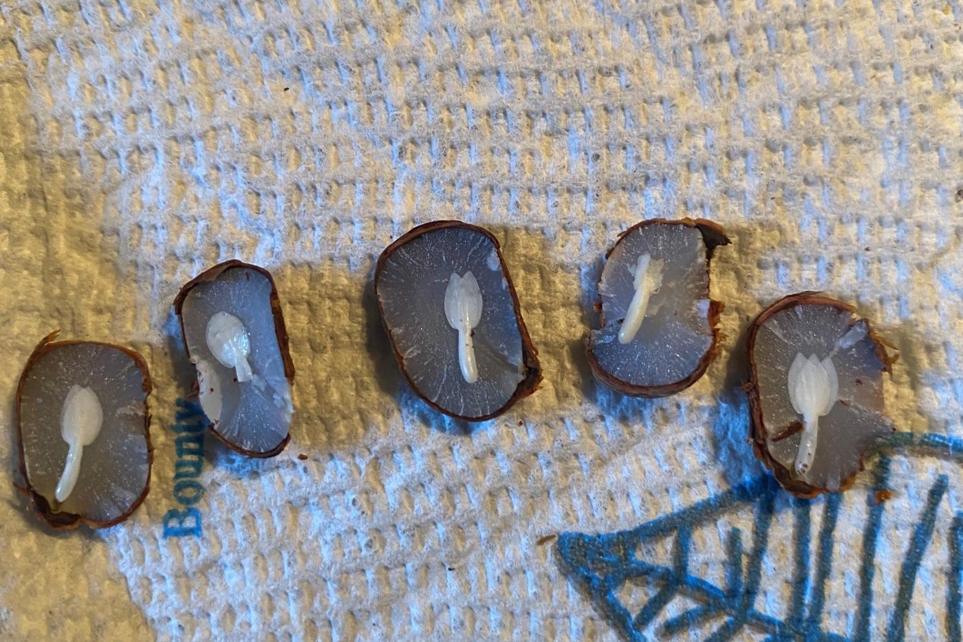 Split persimmon seeds laid in a row on a tea towel. The marking in each seed resembles a spoon.