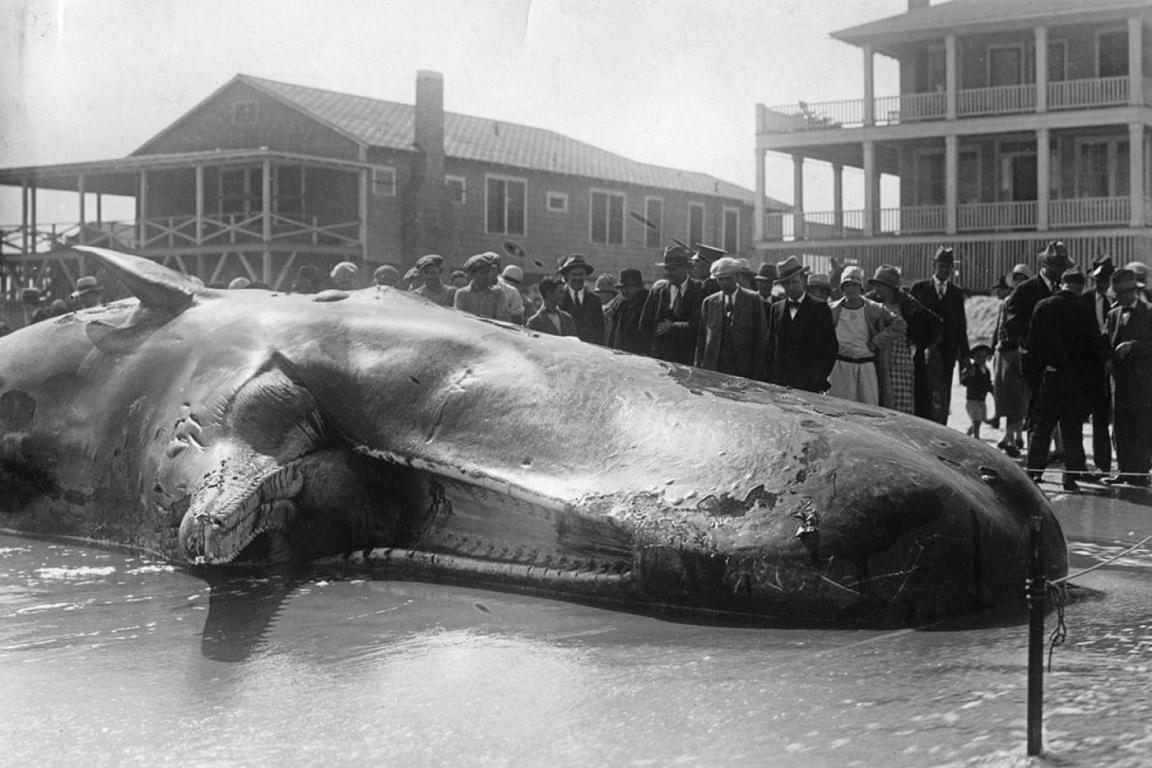 Trouble the Whale on the shore with onlookers