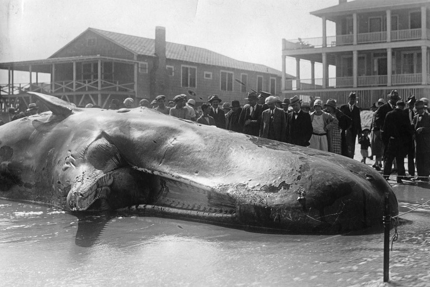 Black and white image of a dead sperm whale with its mouth open washed up on a beach. Spectators stand behind the whale.