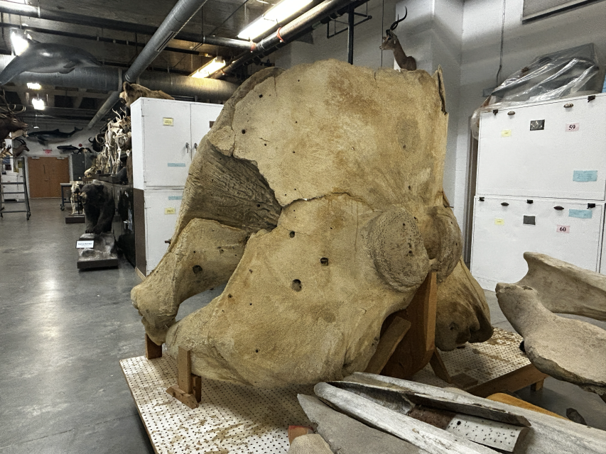 A large piece of a whale skull sits on a pallet in a storage room. Behind the skull are rows of large white cabinets.