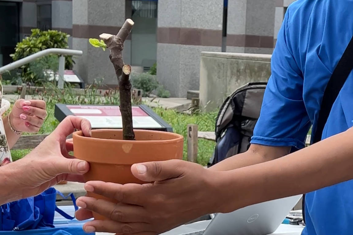 Hand reaching for a potted fig tree cutting