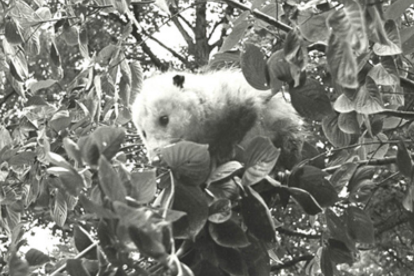 Black and white photo of a possum perched in the branches of a leafy tree.